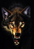 wolf2